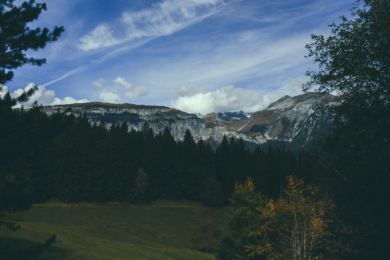 mountains trees forest free photo