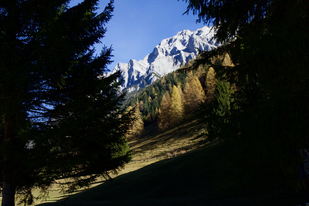 mountains alpine fir free photo