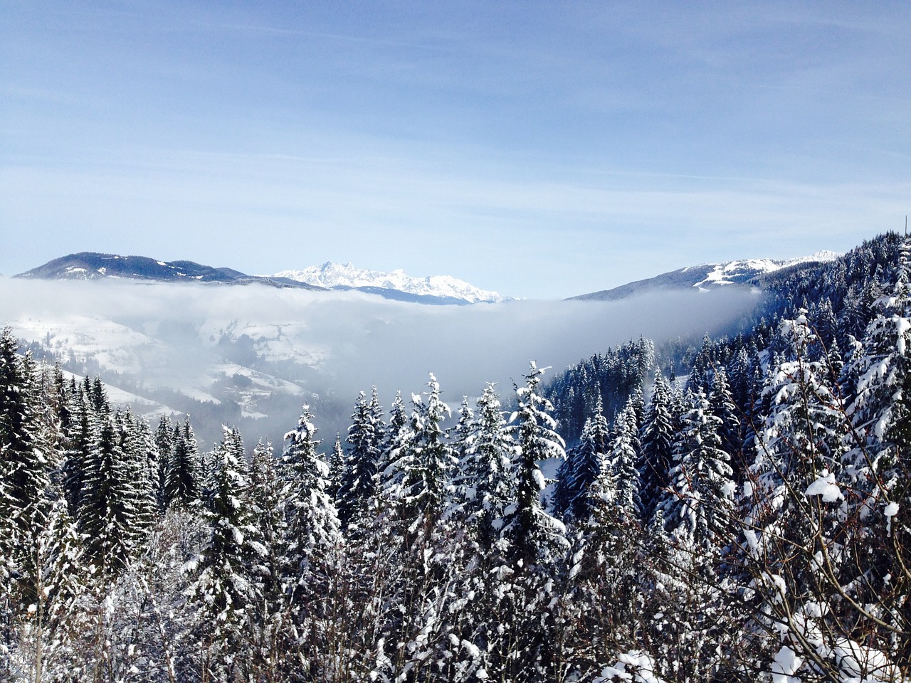 mountains trees pine trees free photo