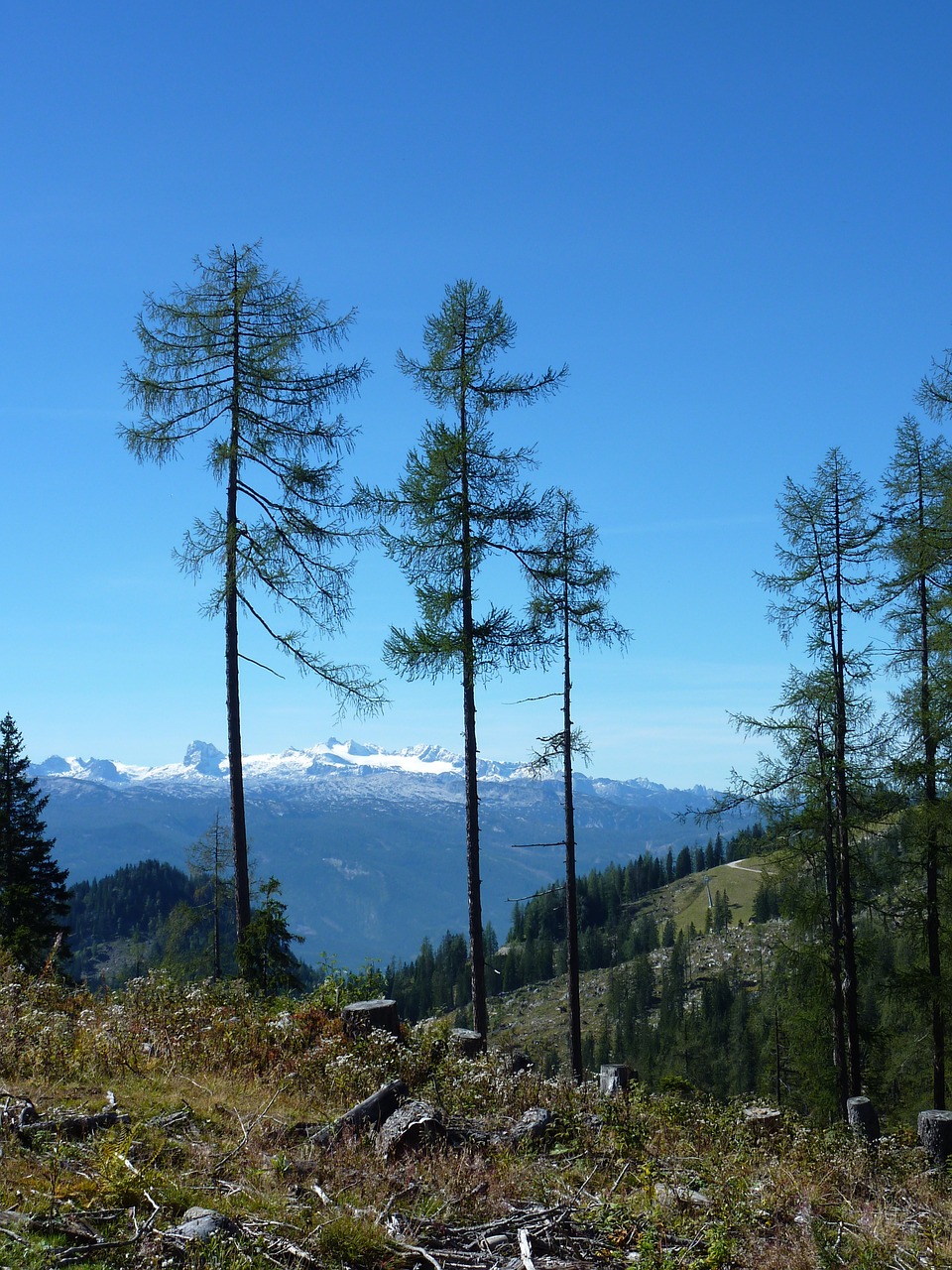 mountains firs austria free photo