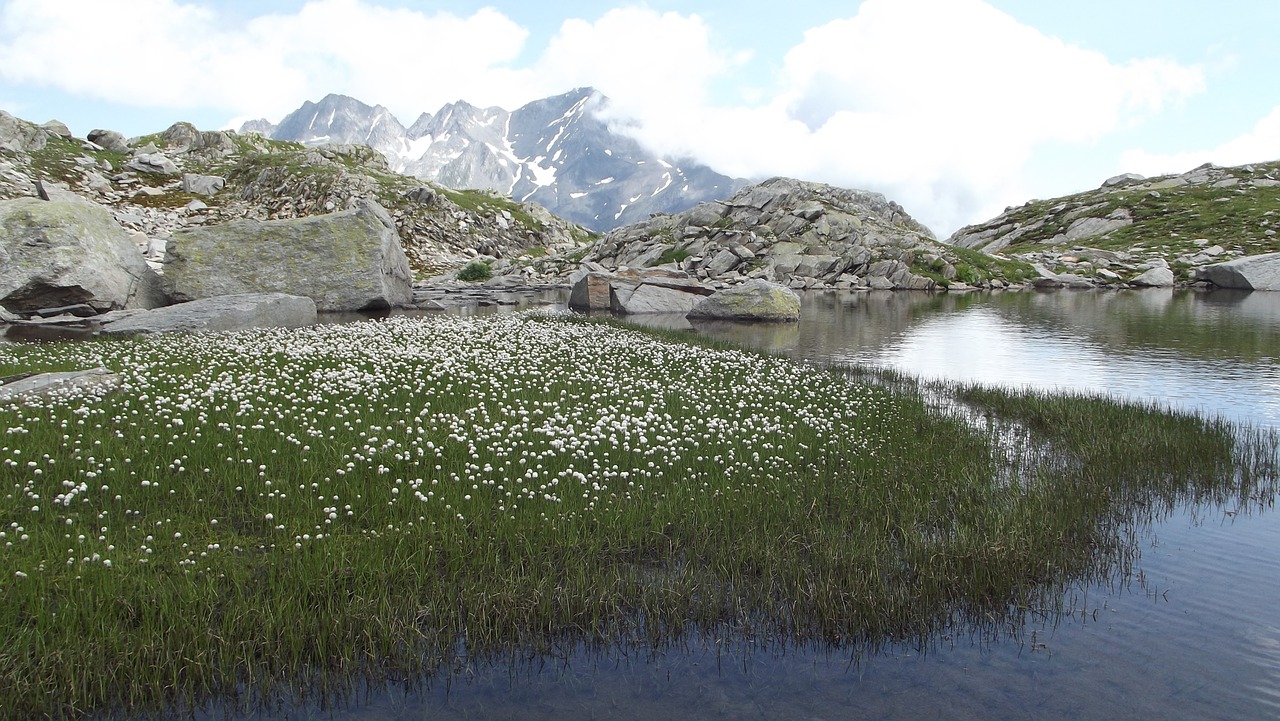 mountains meadow grasses free photo