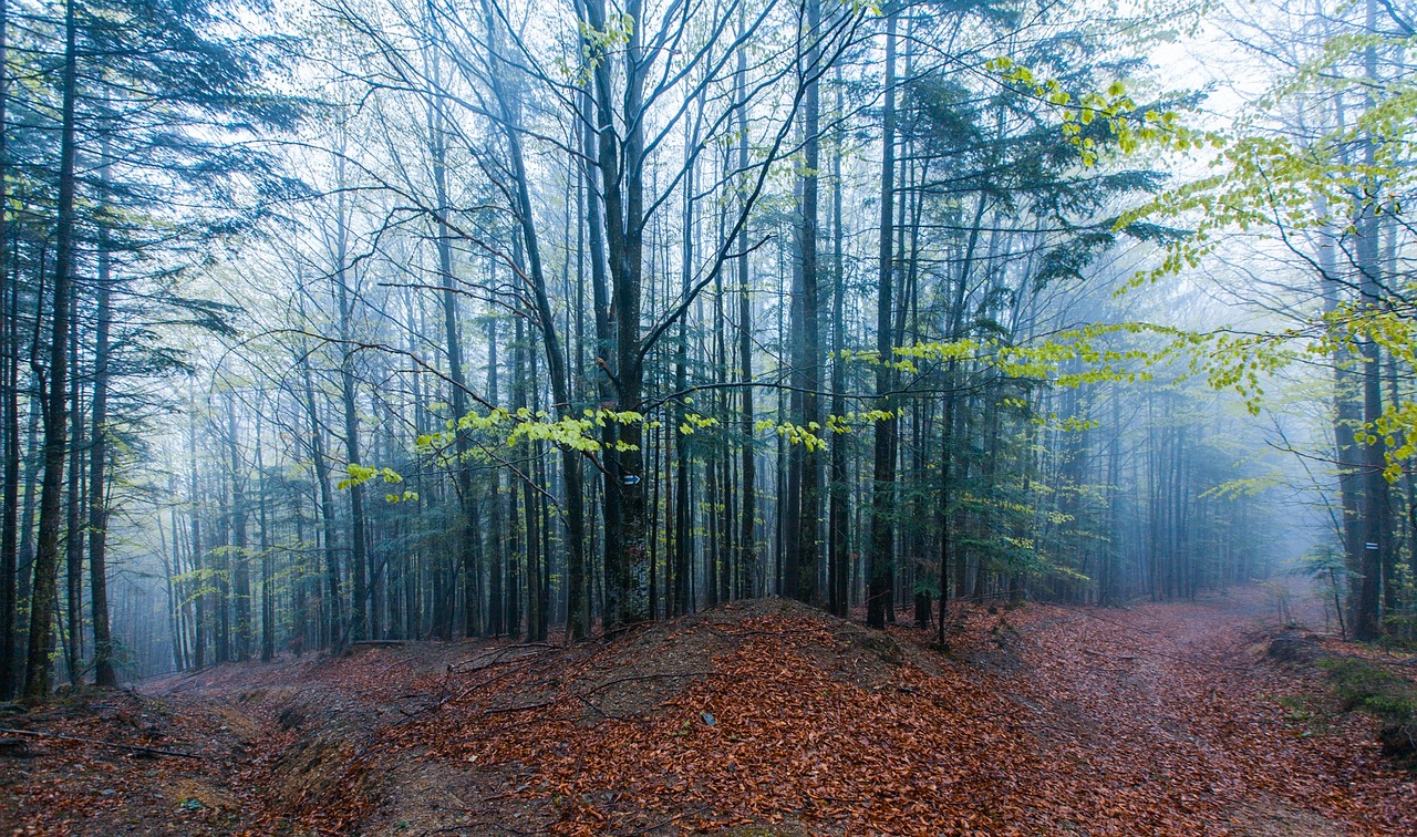 mountains forest trees free photo