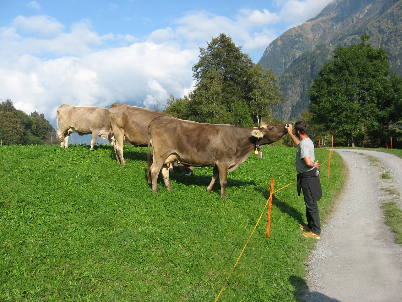 mountains cows alpine free photo