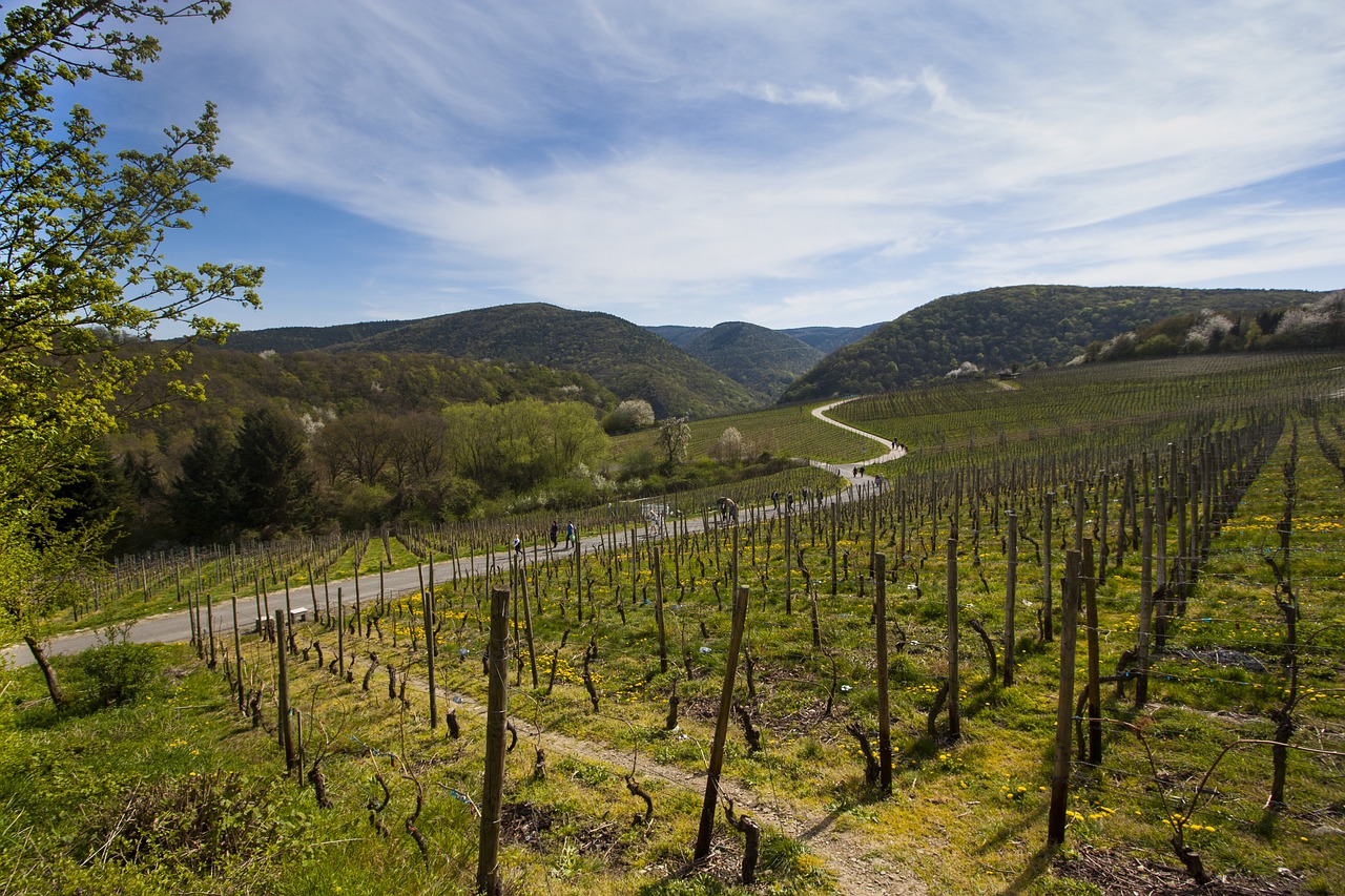 mountains vineyards winegrowing free photo