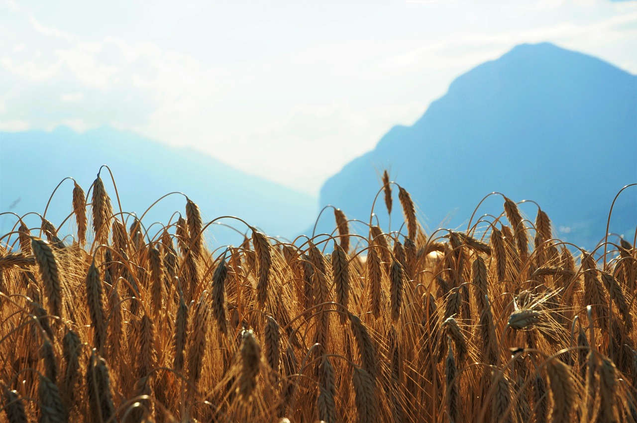 wheat field mountains free photo