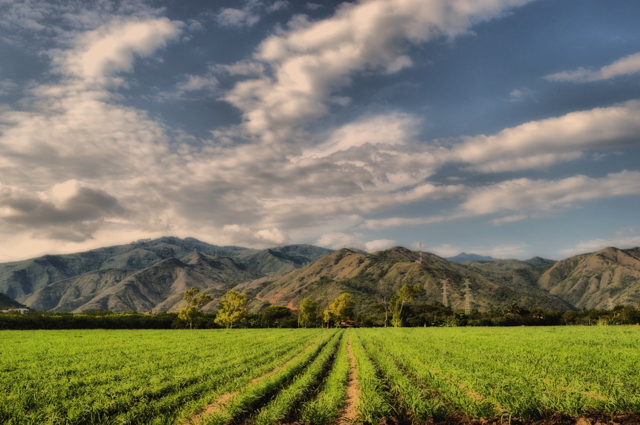 mountains crops cane free photo