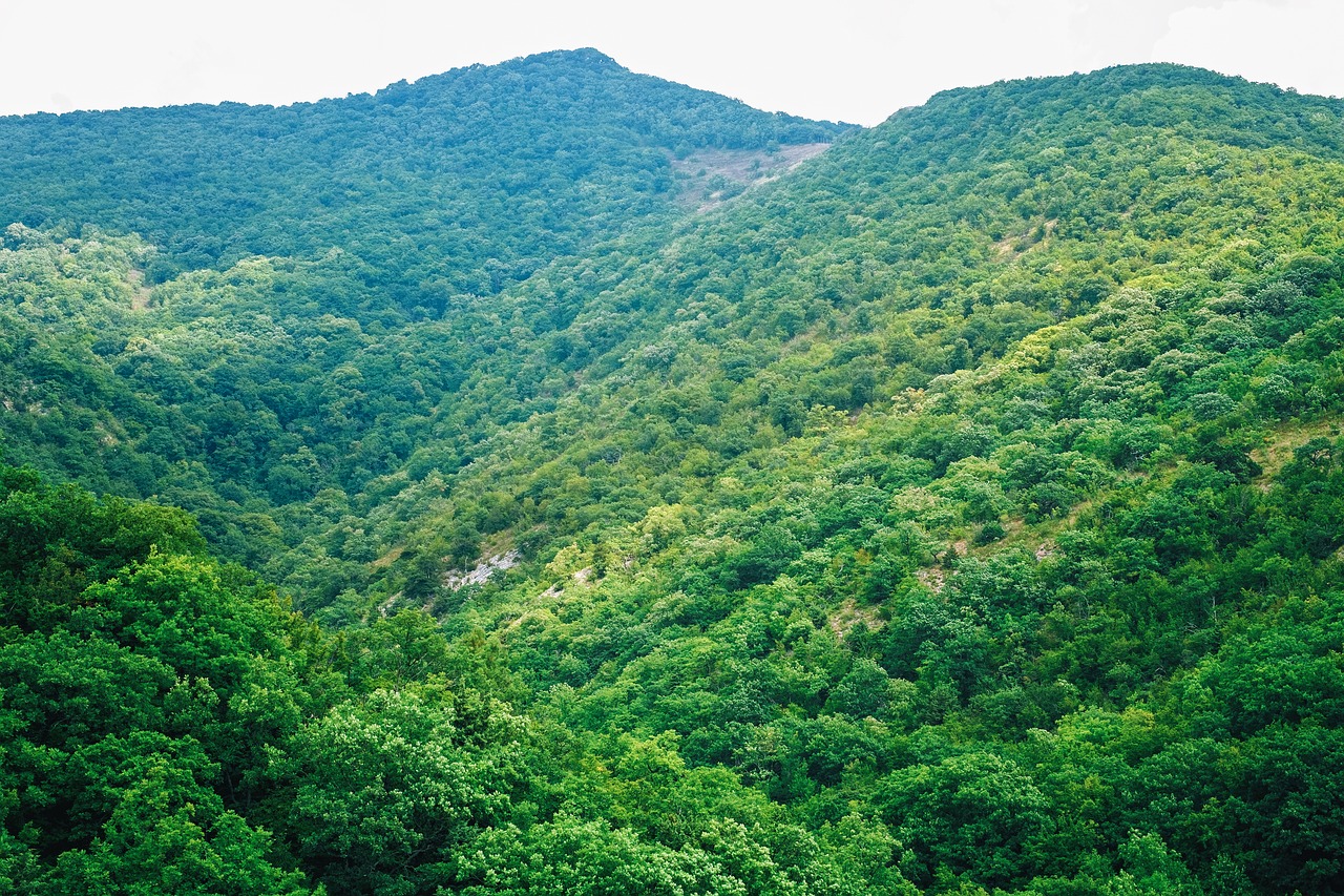 mountains summer greens free photo