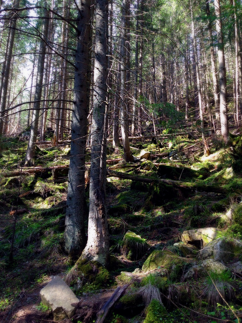 mountains tatry forest free photo