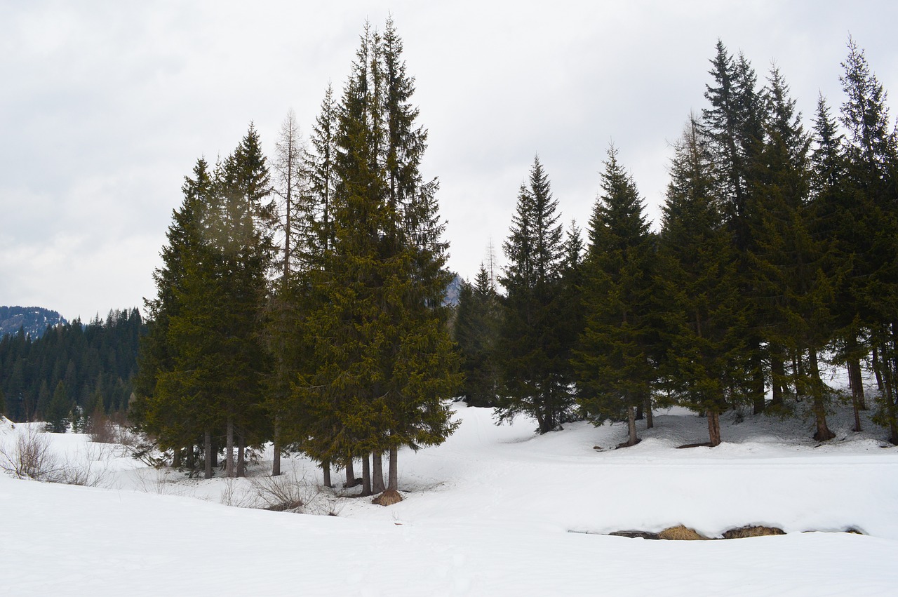 mountains snow trees free photo