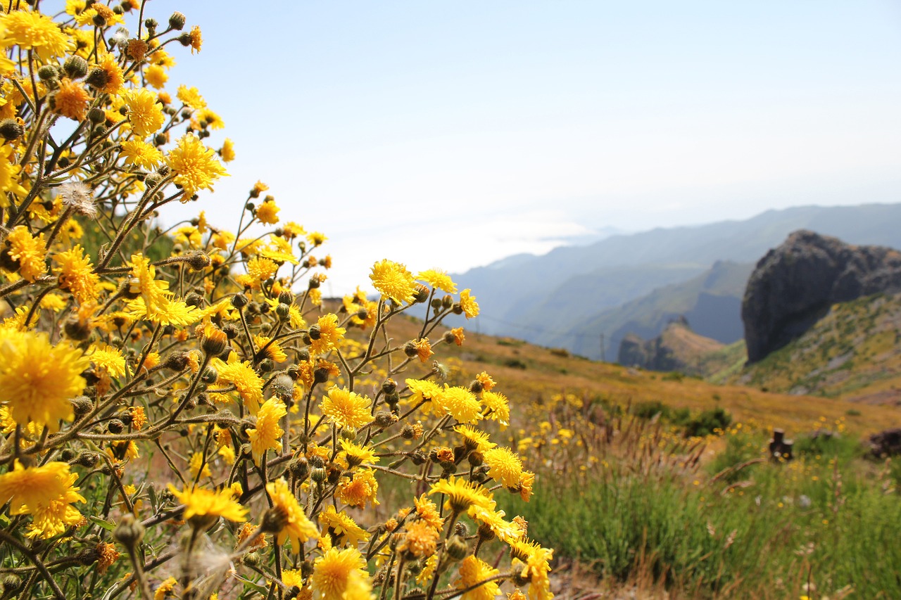 mountains landscape view free photo