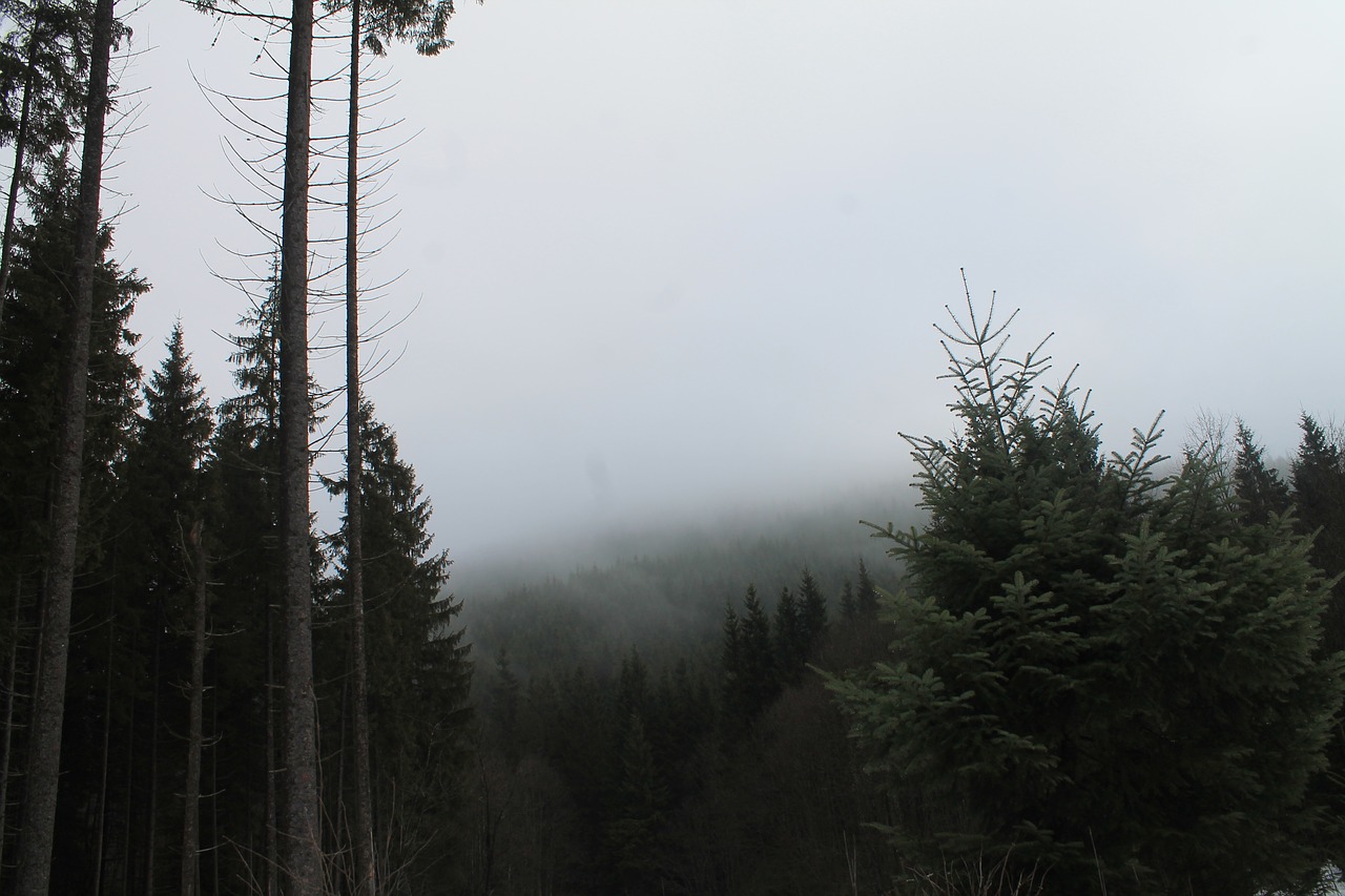 mountains fog the carpathians free photo