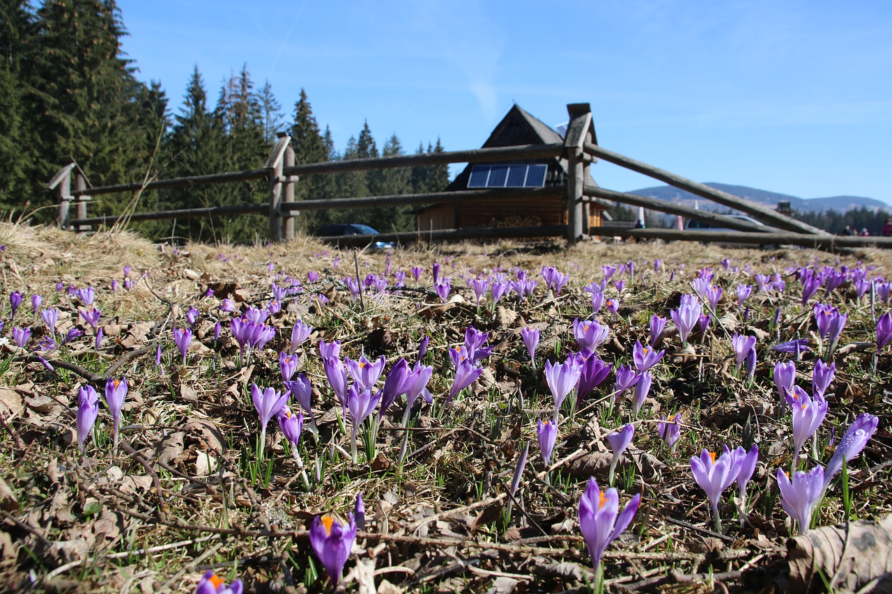 mountains tatry crocus free photo