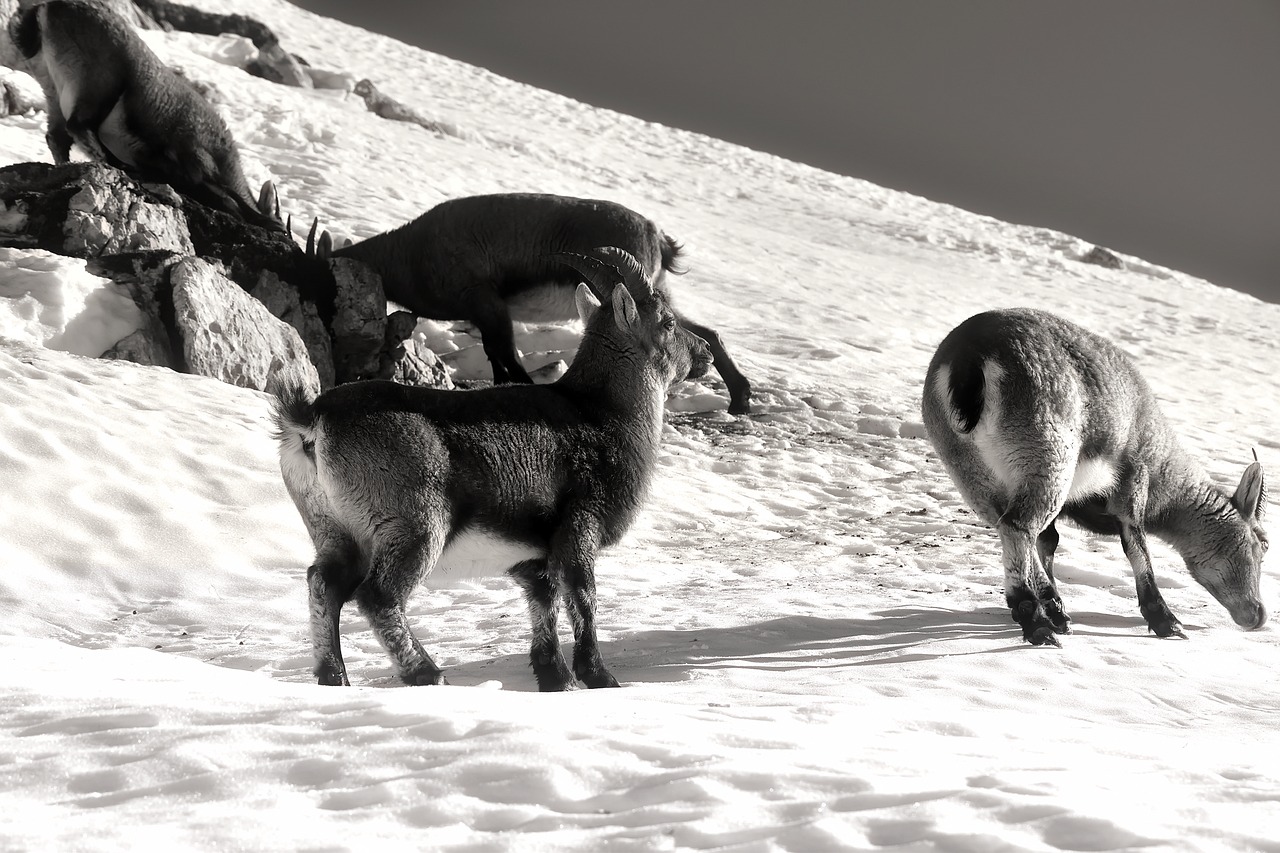 mountains mountain goats slovenia free photo