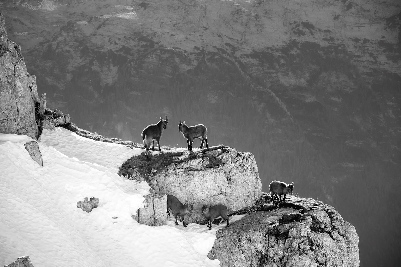 mountains mountain goats slovenia free photo