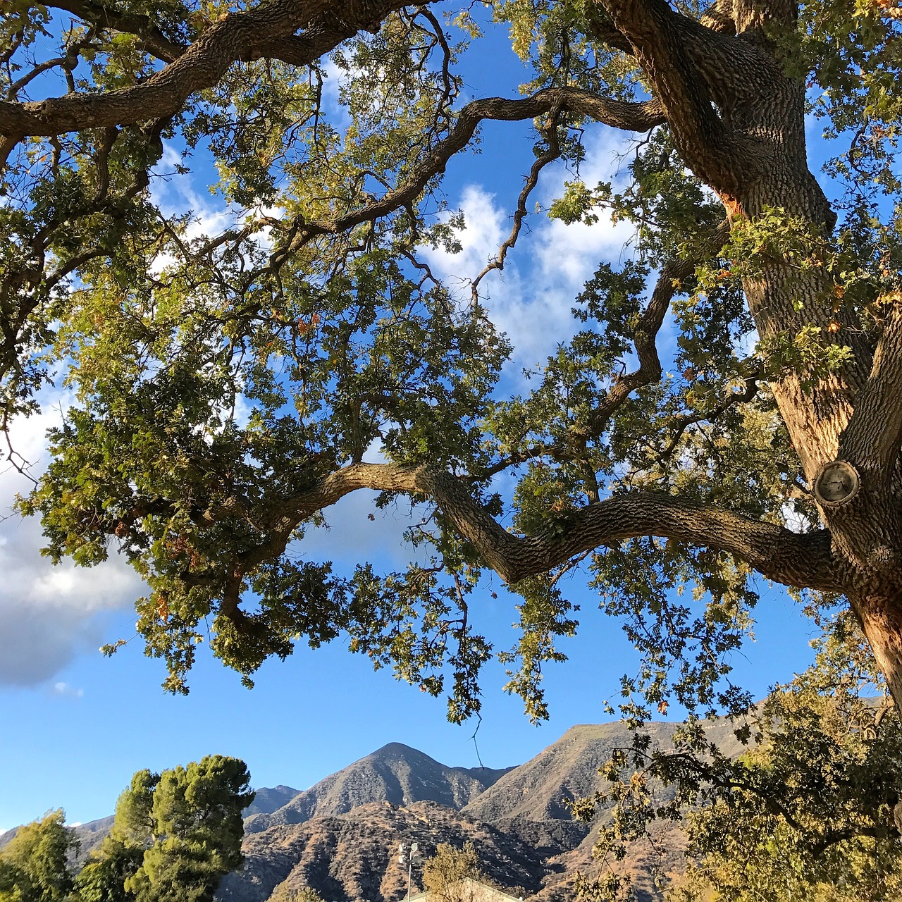 mountains oak tree telephone wire free photo