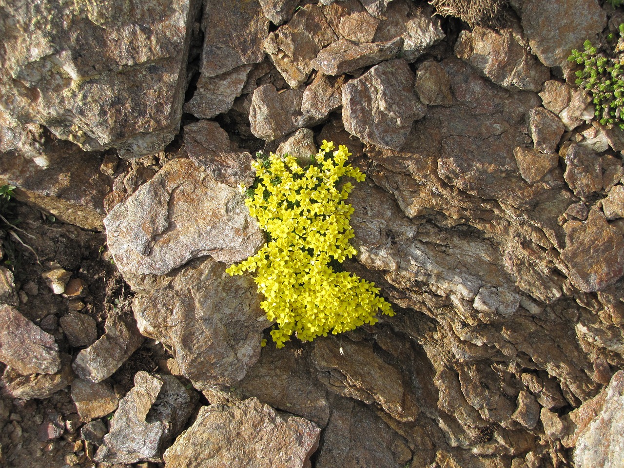 mountains flowers stone free photo