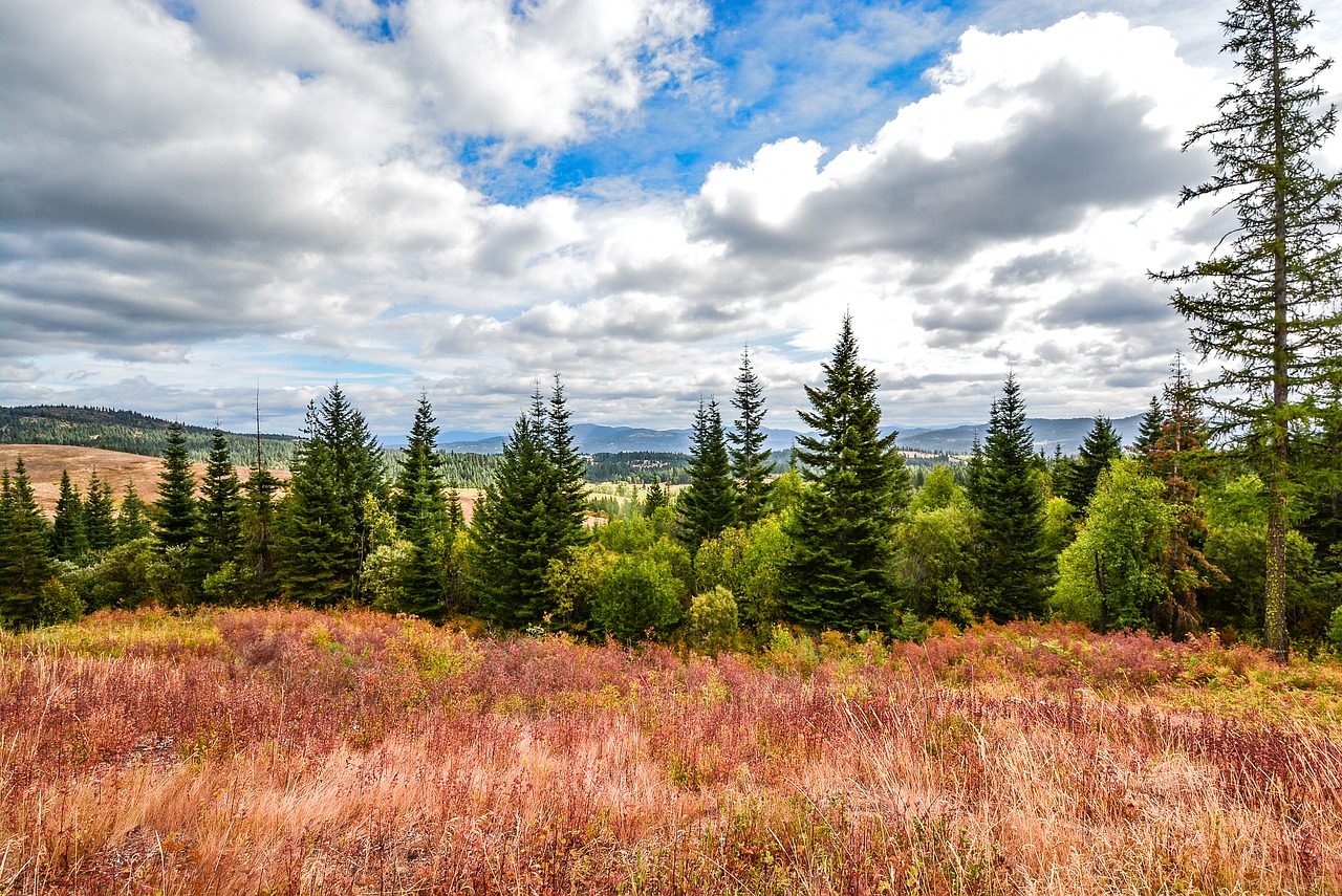 mountains view trees free photo