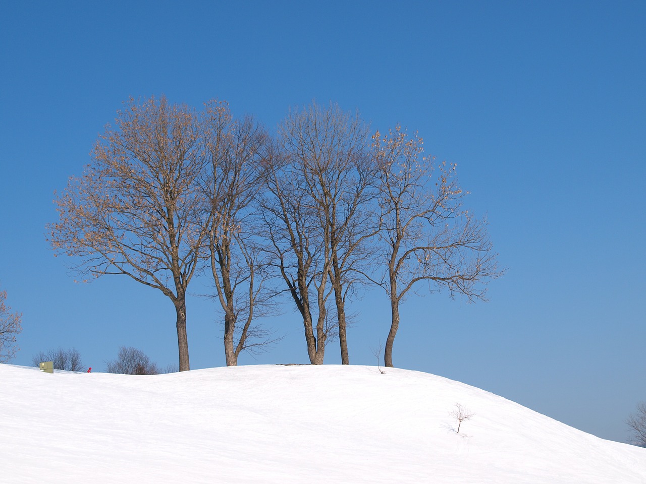 mountains snow tree free photo