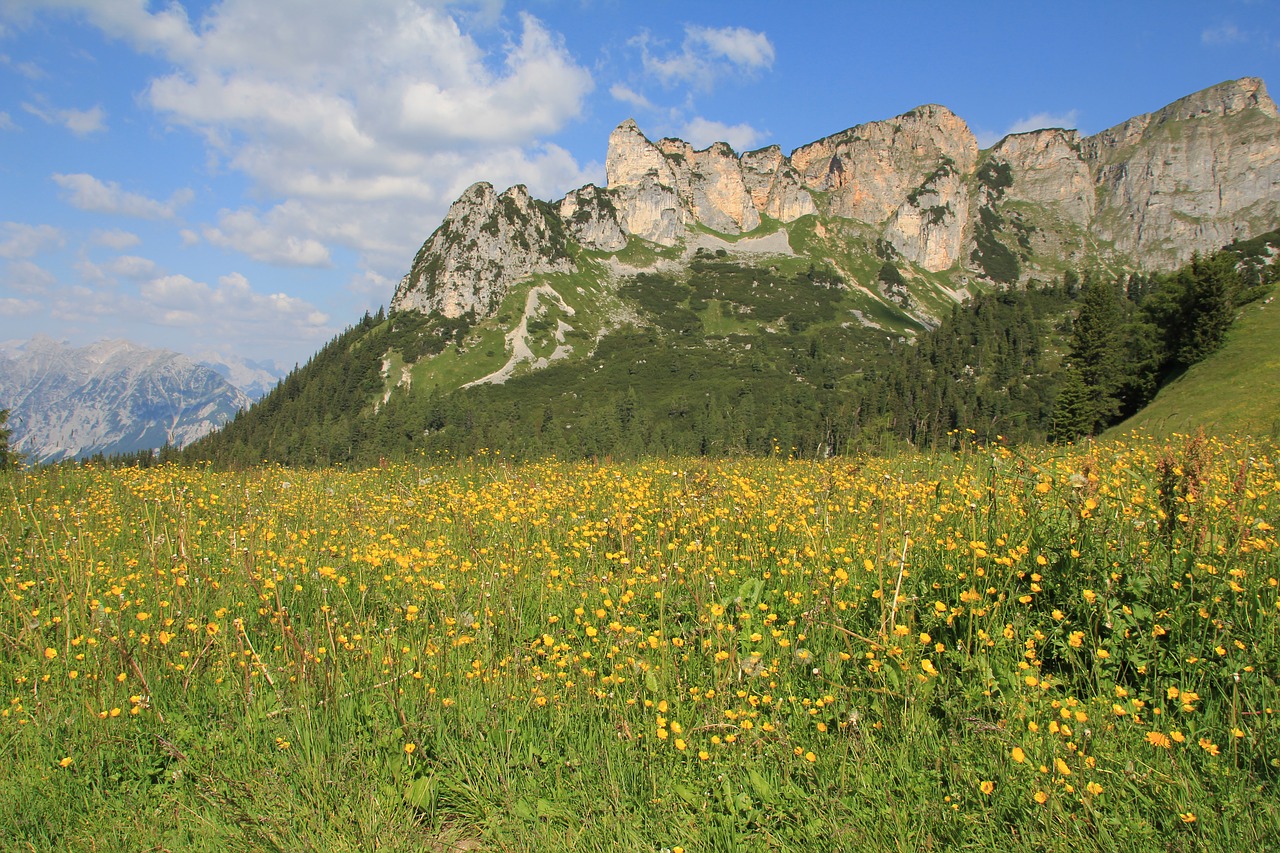 mountains meadow buttercup free photo