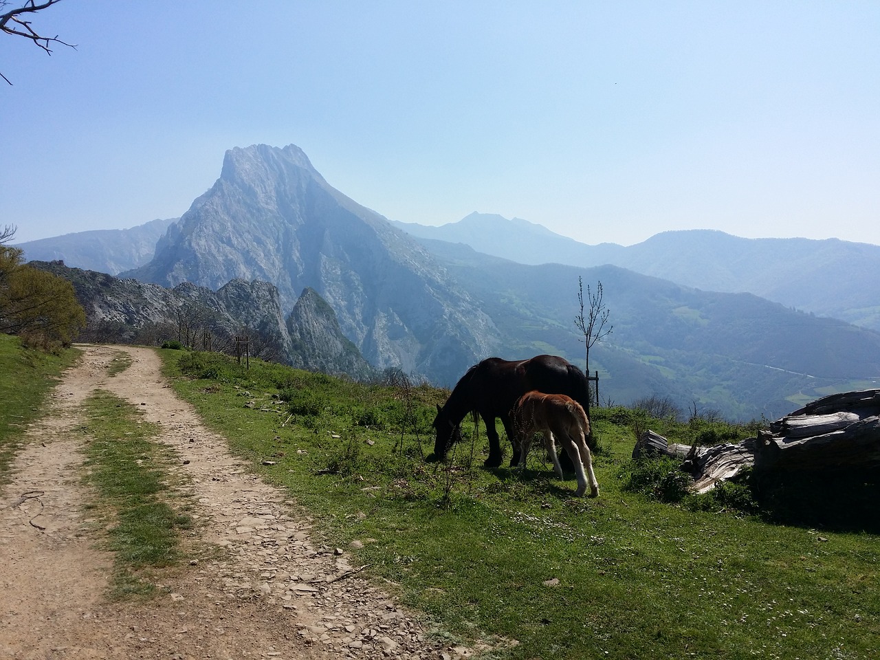 mountains horses europe free photo