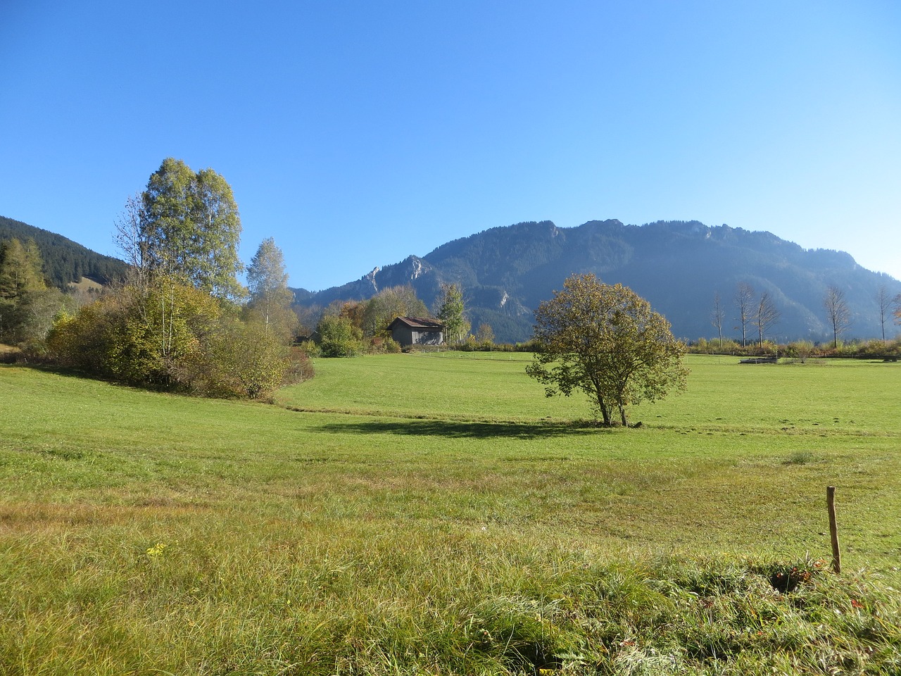 mountains meadow tree free photo