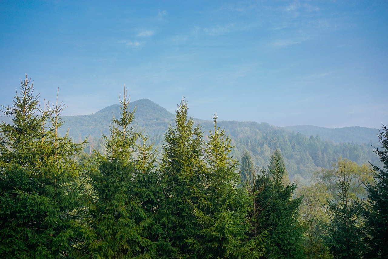 mountains tree spruce free photo