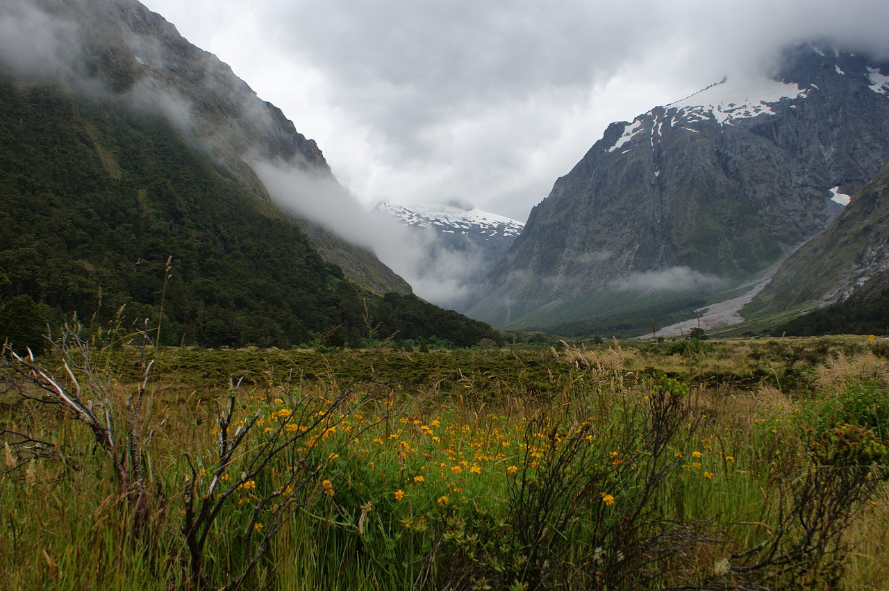 mountains fog flowers free photo