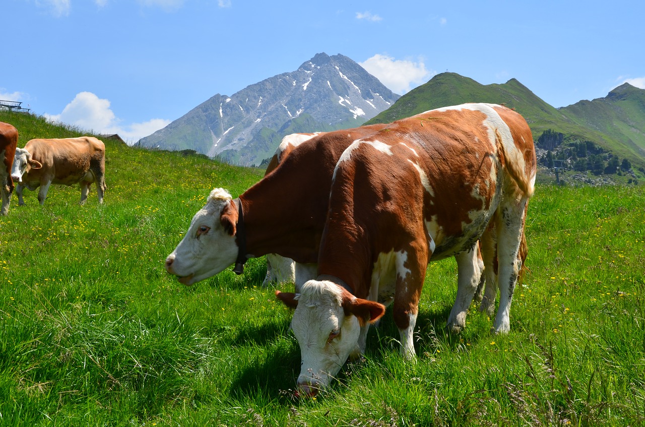 mountains cows alm free photo