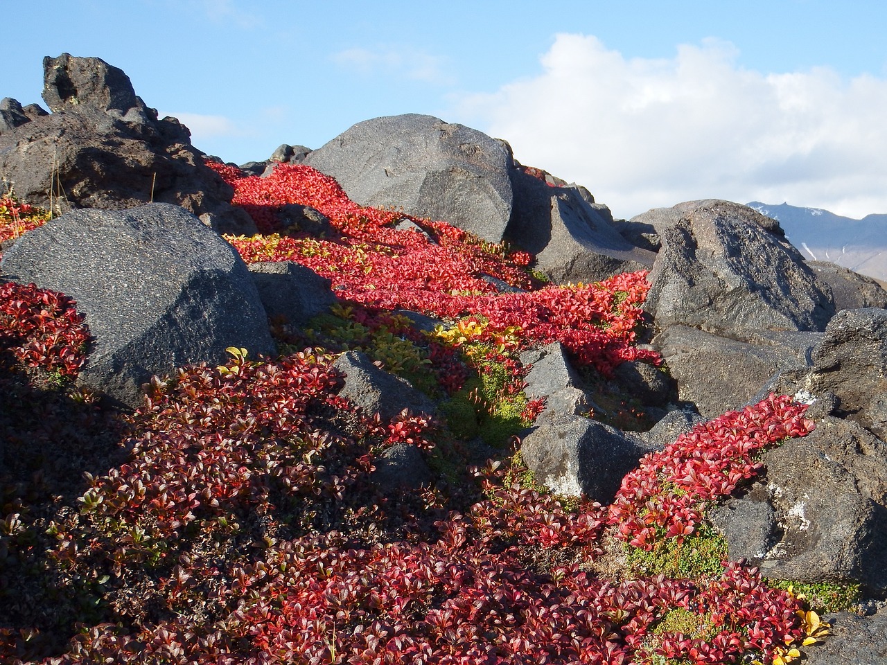 mountains volcano mushrooms free photo