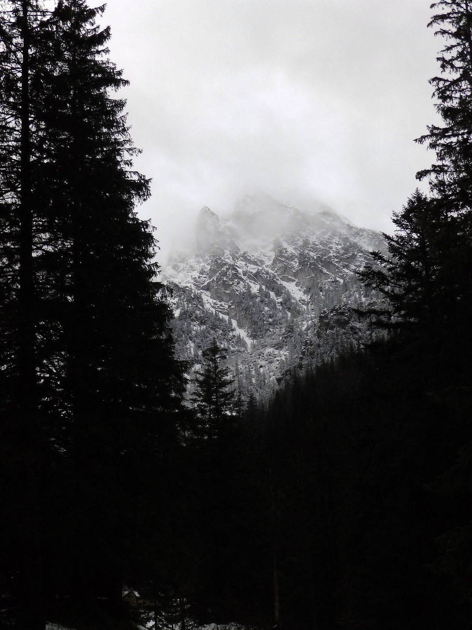 mountains winter forest free photo