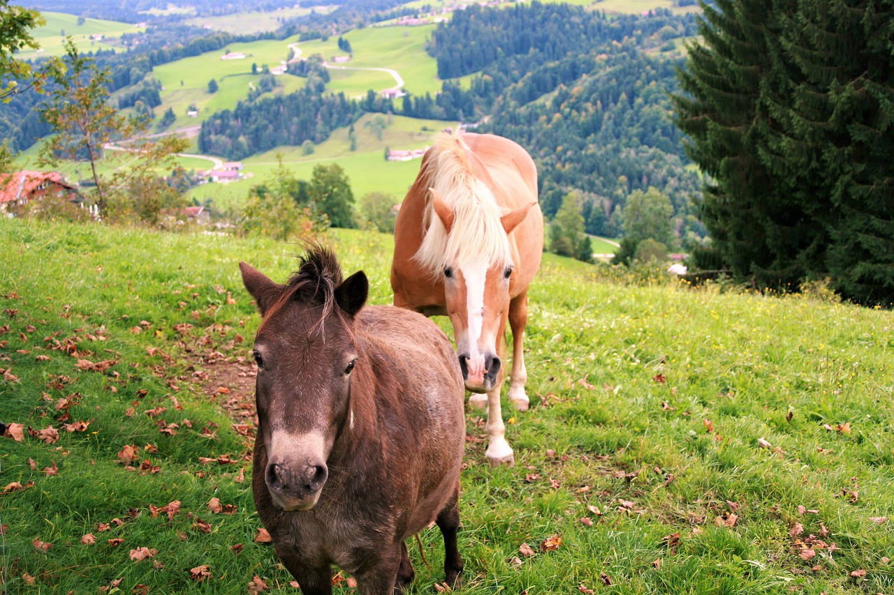 mountains horses autumn free photo