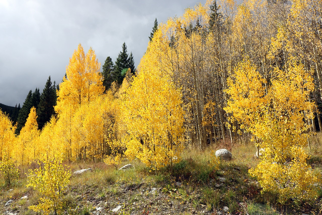 mountains trees landscape free photo