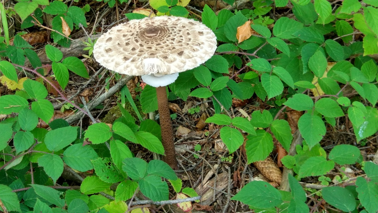 mountains mushrooms tourism free photo