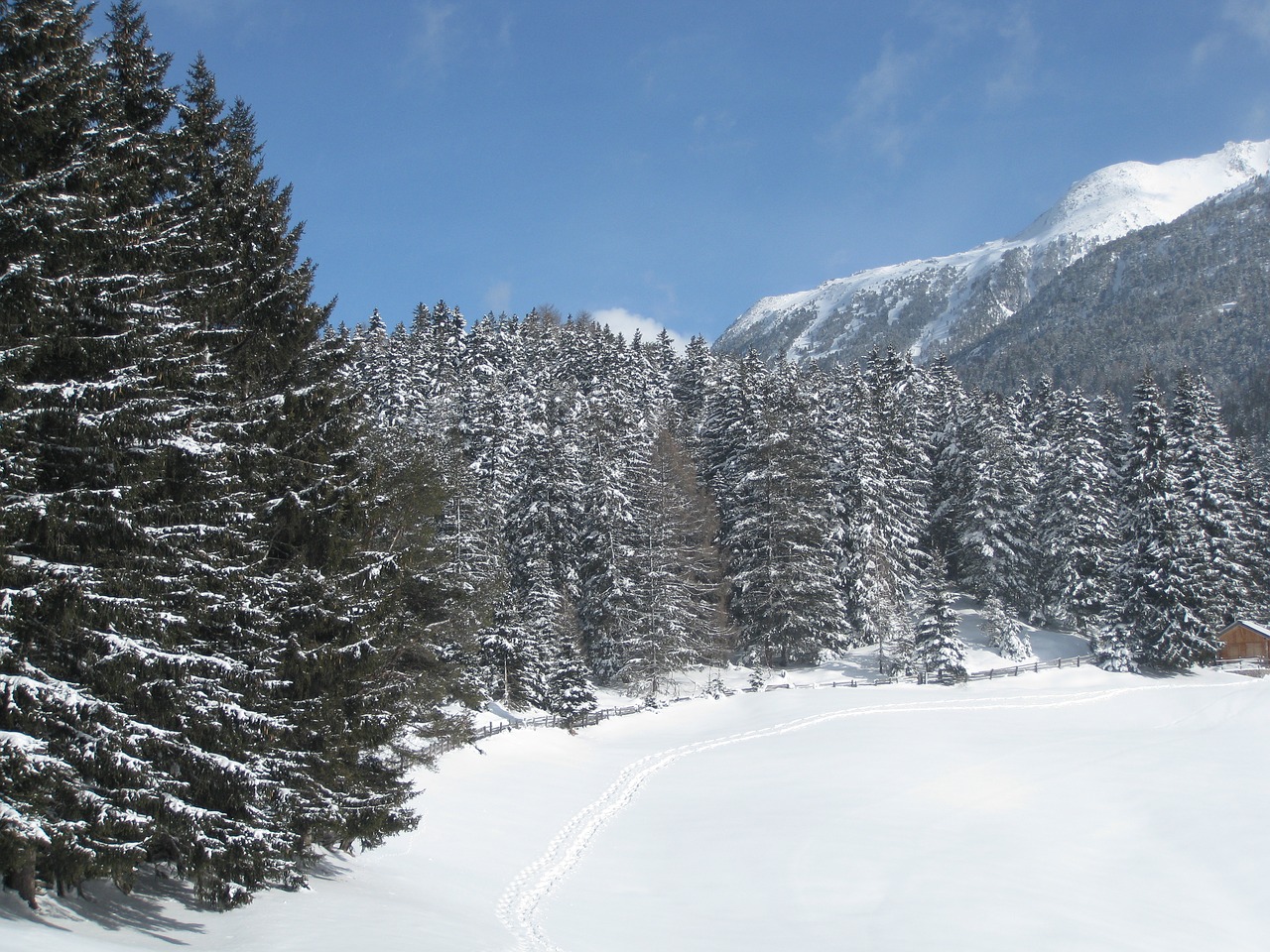 mountains conifers snow landscape free photo