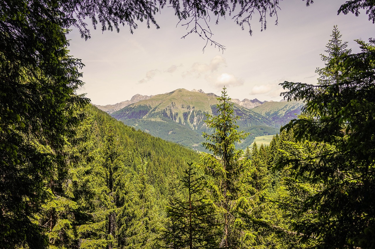 mountains forest alpine free photo