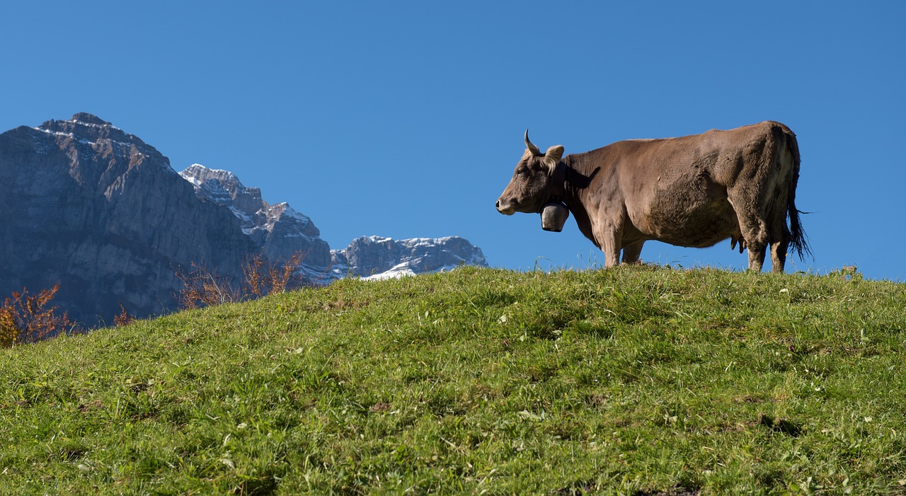 mountains alpine cow free photo