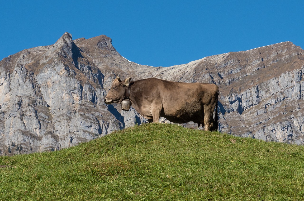 mountains alpine cow free photo