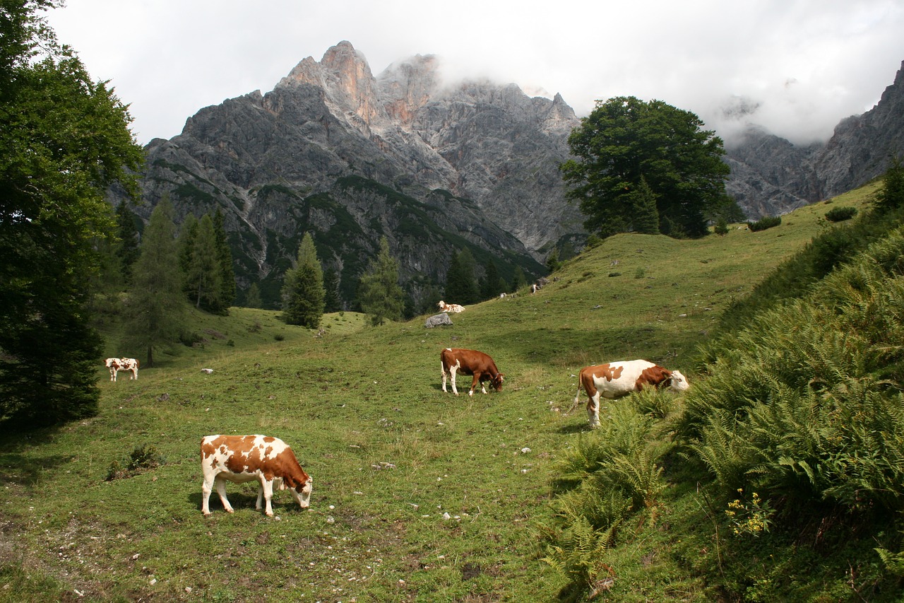 mountains austria hinterthal free photo