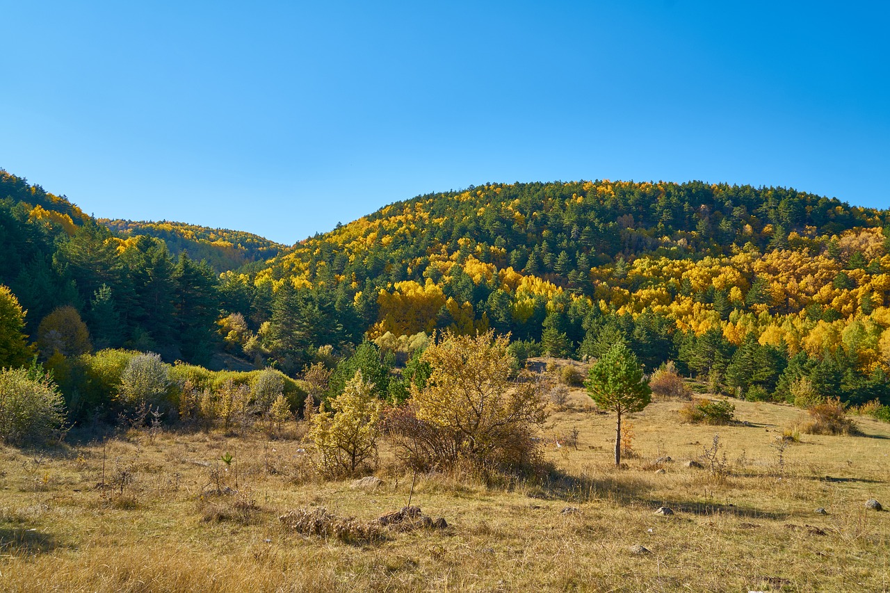 mountains trees autumn free photo