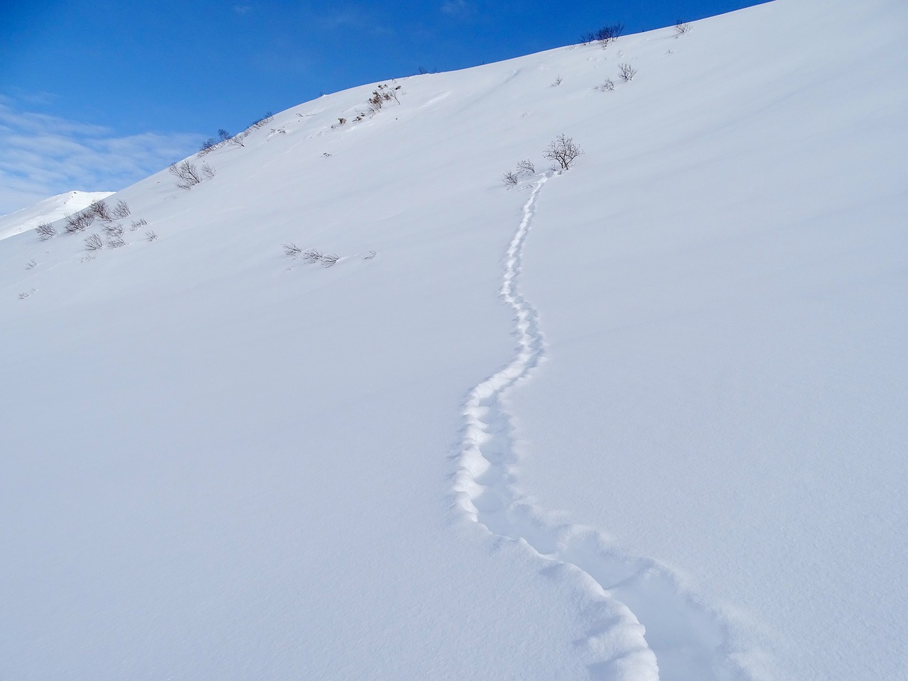 mountains winter fox free photo