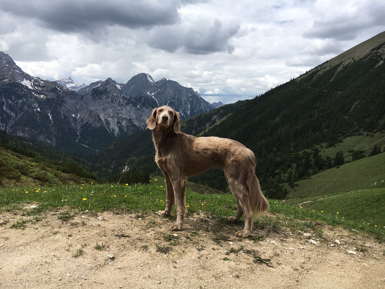 mountains  hiking  dog free photo