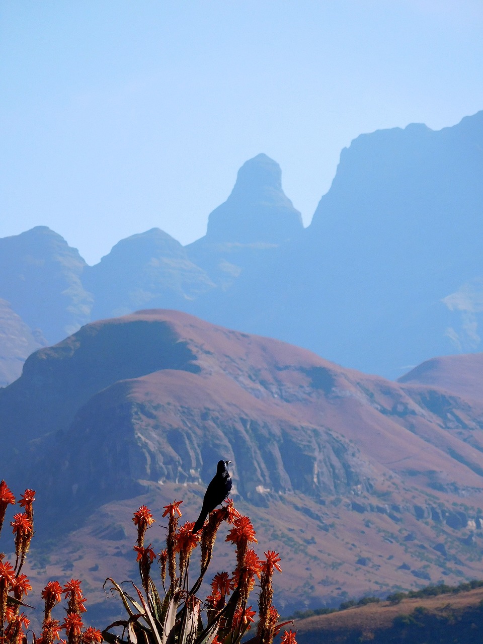 mountains  drakensberg  aloe vera free photo