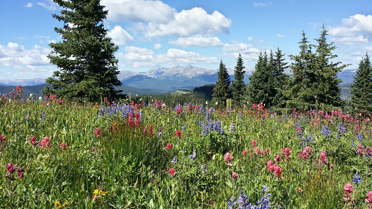 mountains  wildflowers  colorado free photo