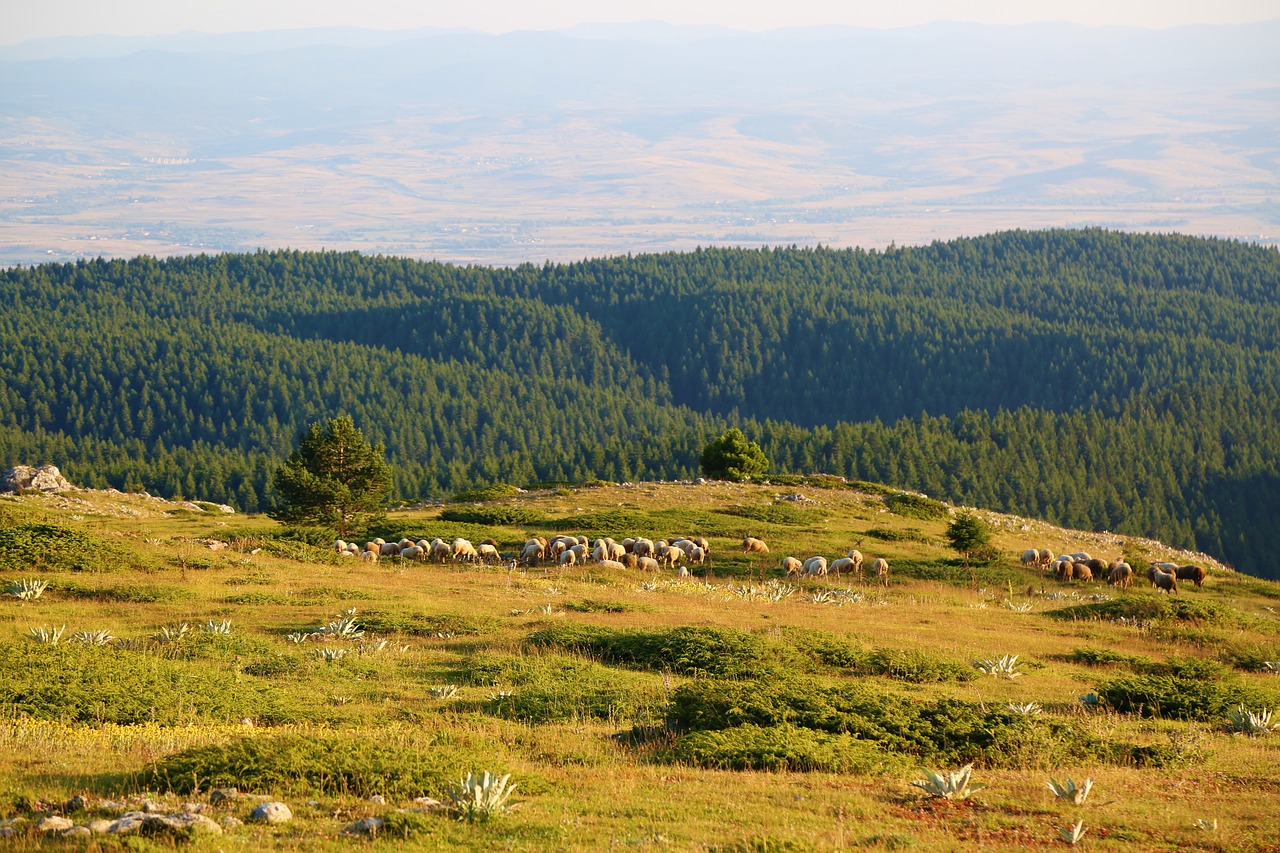 mountains  a flock of sheep  sheep free photo