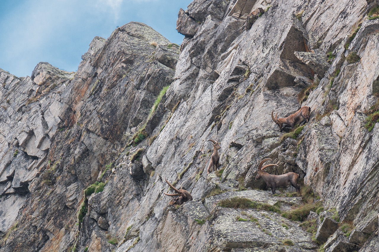 mountains  ibex  alpine free photo
