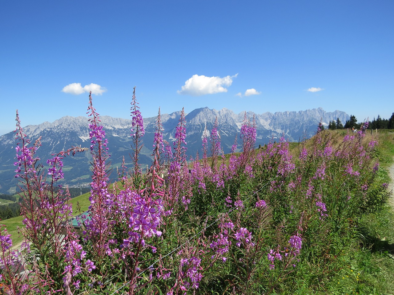 mountains  austria  flowers free photo
