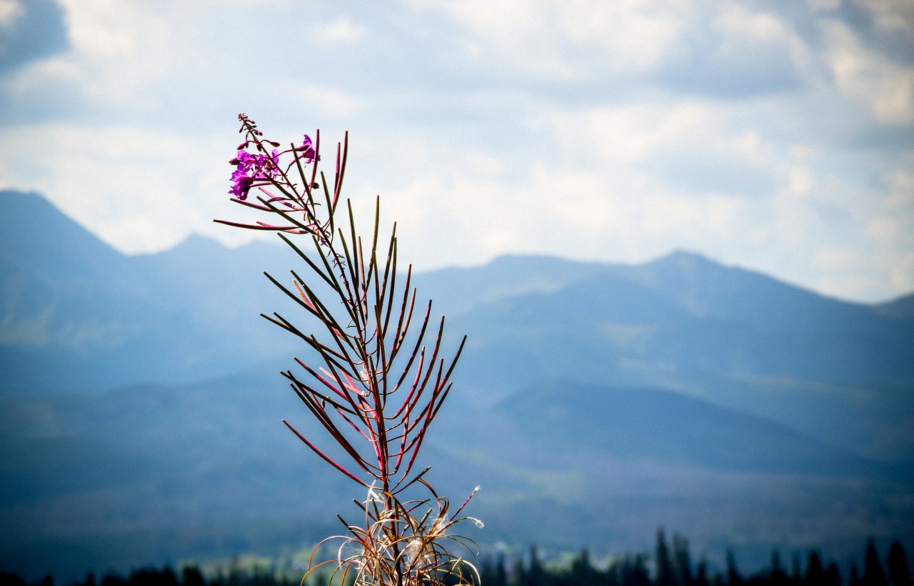 mountains  view  flower free photo