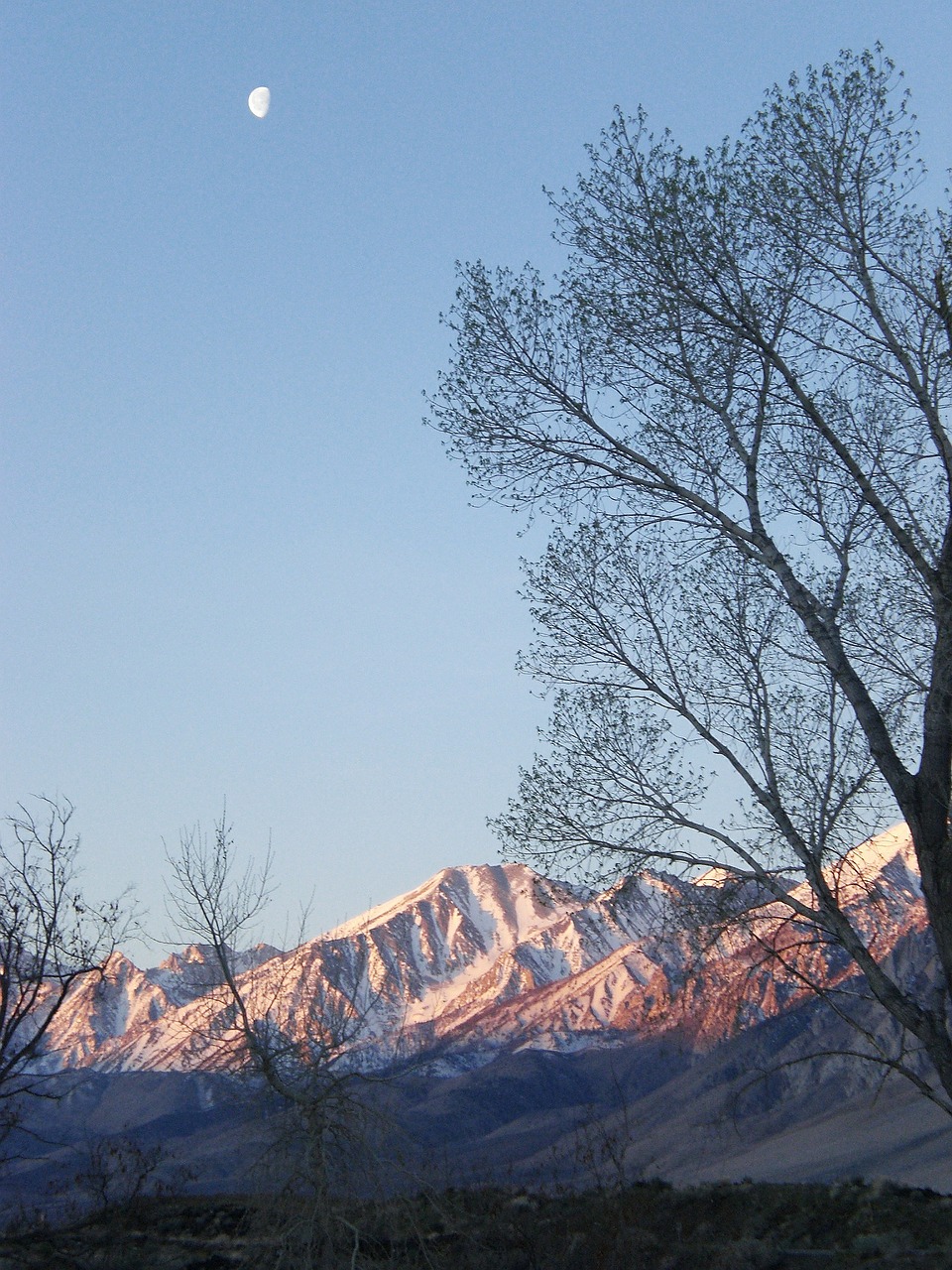 mountains trees moon free photo