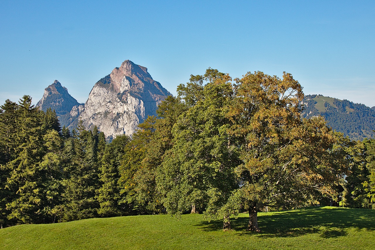 mountains  switzerland  tree free photo