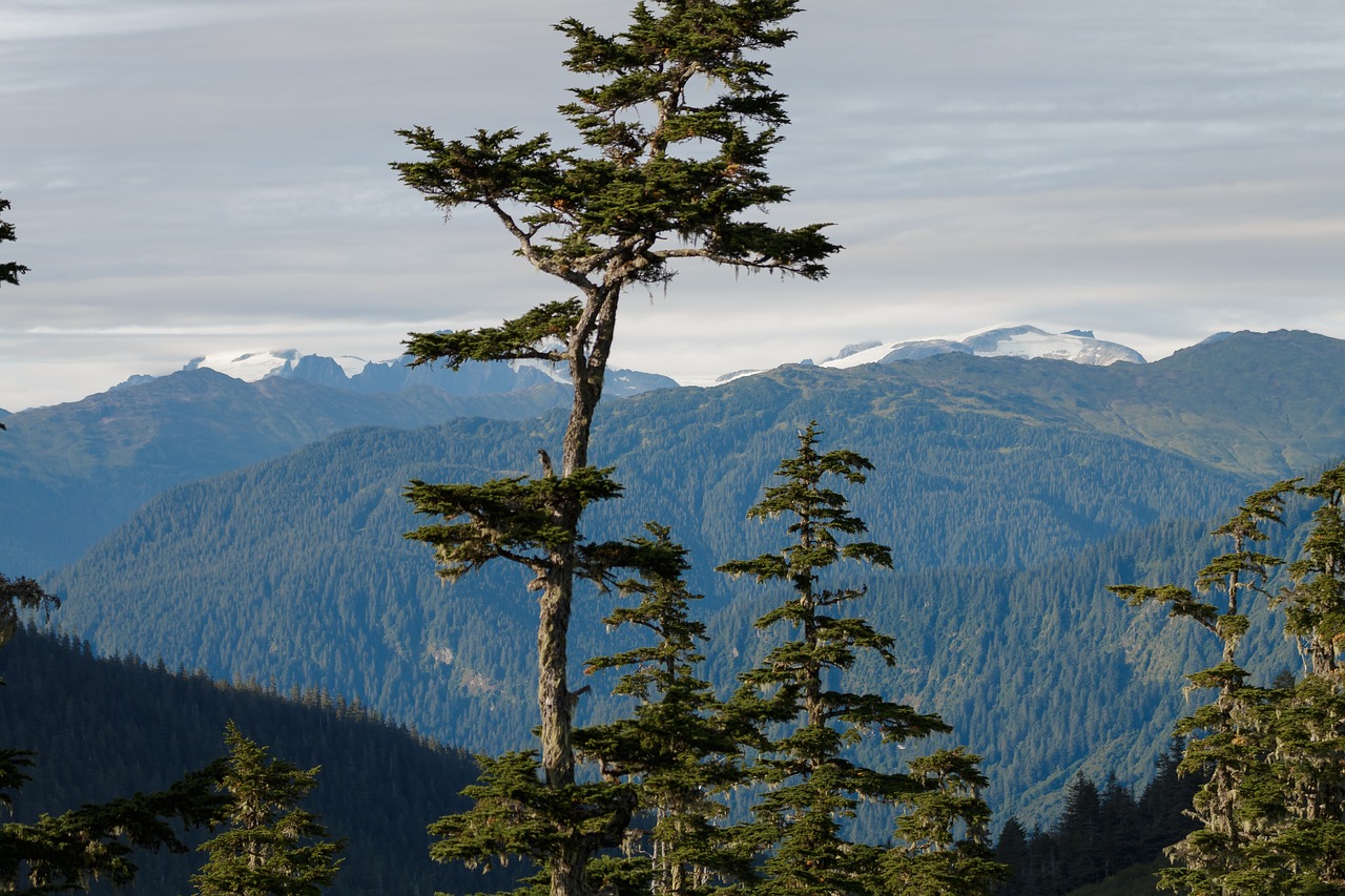 mountains  fir tree  firs free photo